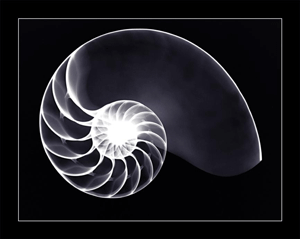 X-ray Photography: Inner Beauty image