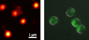 Fluorescent Nanoparticles image