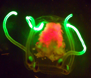 Detecting Fluorescence: Green, Yellow, Orange, and Red in the Deep Sea  image